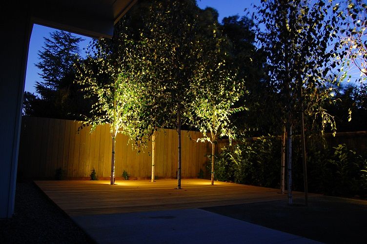 oświetlenie brzozy w ogrodzie - reflektorki do drzew