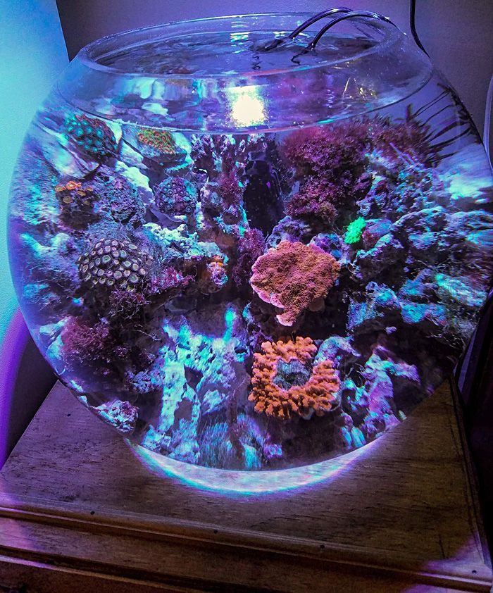 oświetlenie okrągłego akwarium