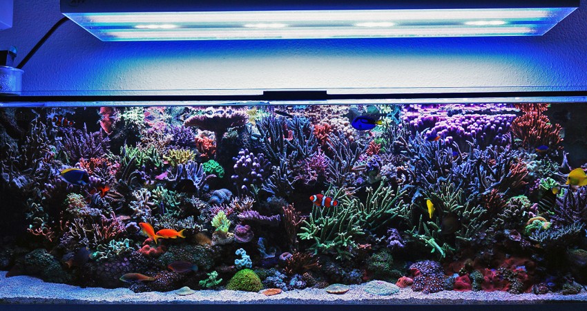 oświetlone akwarium