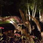 podświetlenie traw i kwiatów - oświetlenie ogrodu